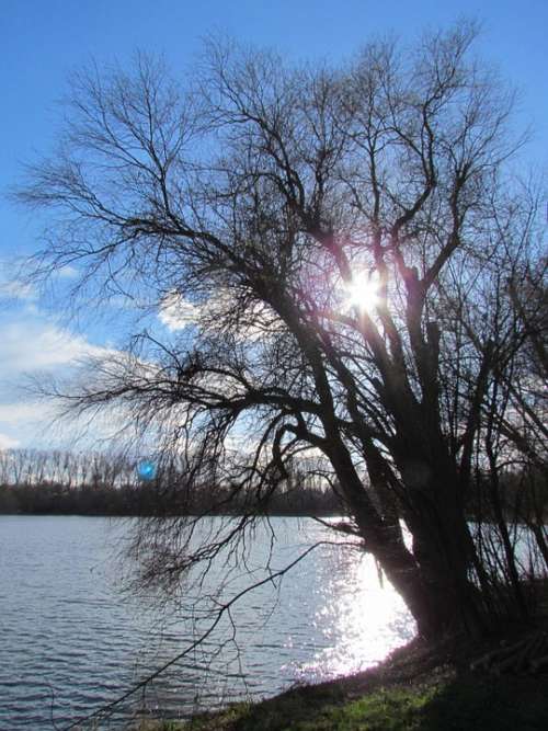 Lake Nature Tree Backlighting Clouds Sun Sky