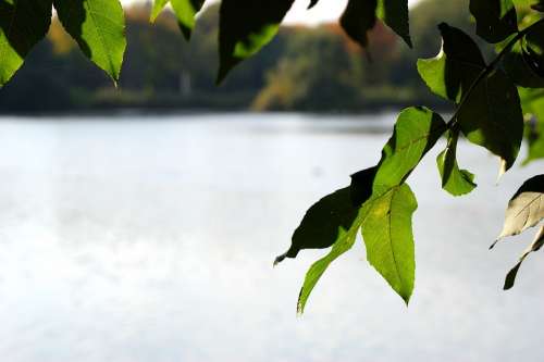 Lake Water Tree Leaves Gelsenkirchen Berger Lake