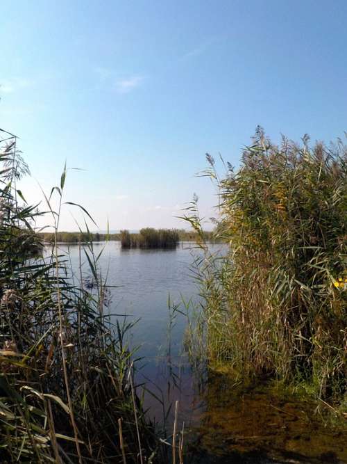 Lake Side Arm Reed Nature Grass Water Bank