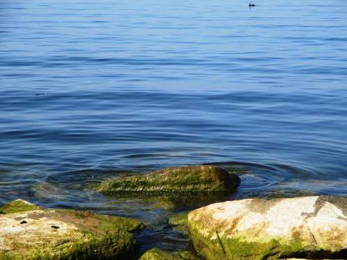 Lake Water Blue Stones Lapped Seaweed Green