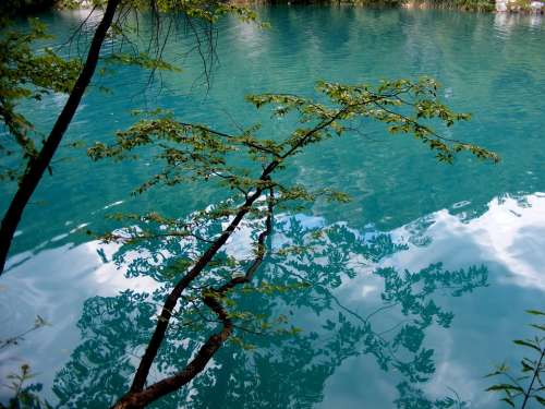 Lake Blue Tree Leaf