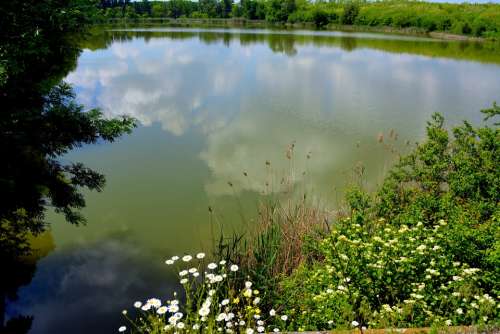 Lake Landscape Flowers Forest Water Reflection