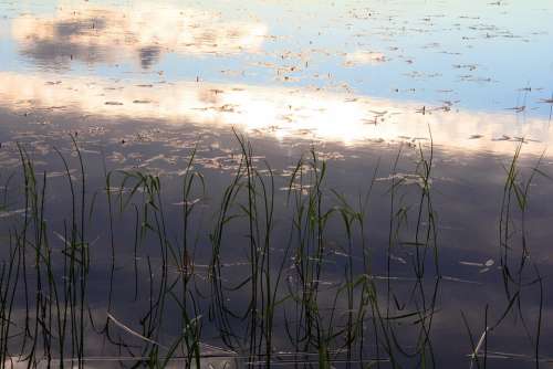 Lake Water Calm The Mosquito Finnish Nature