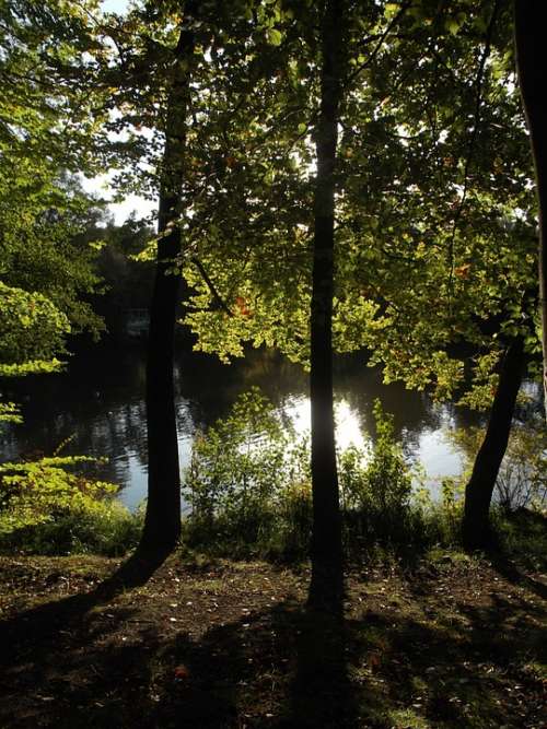 Lake Nature Forest Trees