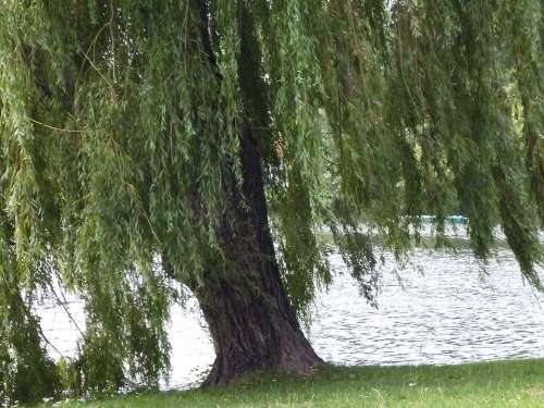 Lake Tree Nature Landscape