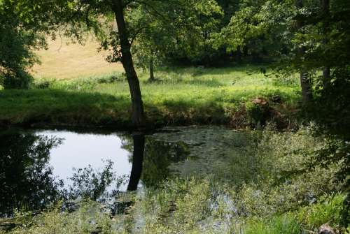 Lake Idyll Pond Plant Pond