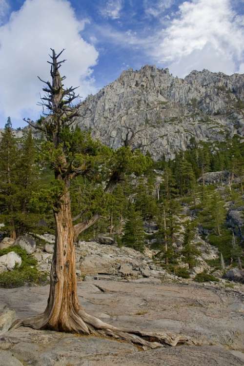 Lake Tahoe Pine Trees Nature
