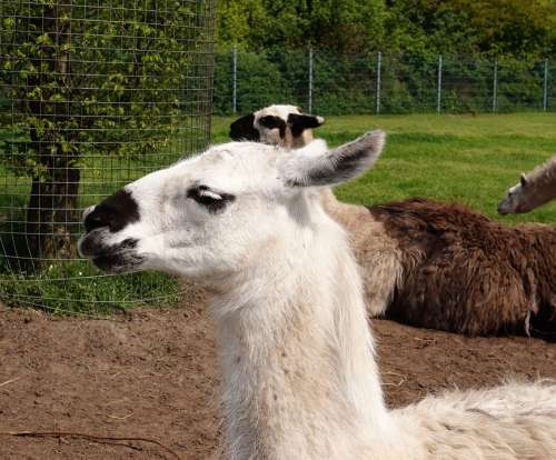 Lama Animal Head Fluffy Fur Portrait Ears Wool