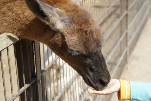 Lama Eat Feed Feeding Tame Food Food Intake