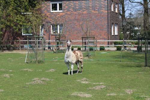Lama Nature Animal Enclosure