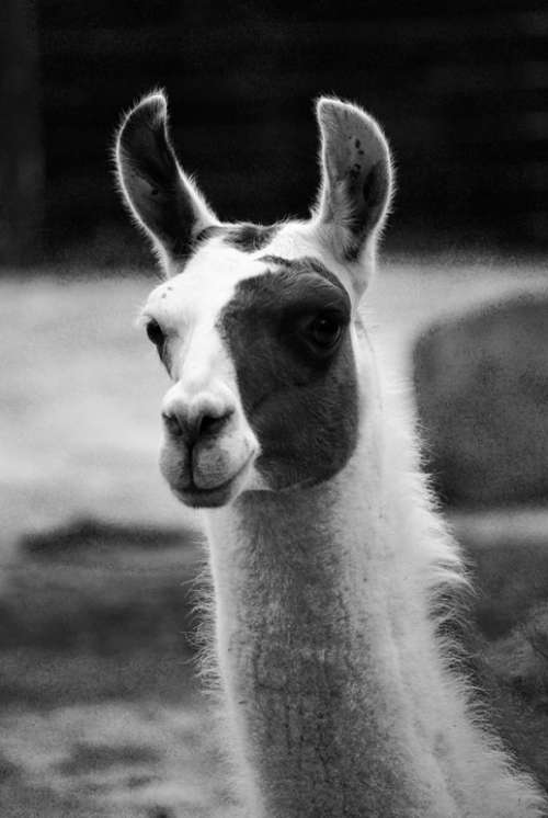 Lama Nature Animal Animal Portrait