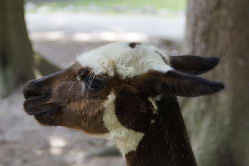Lama Head Animal Fur Furry Fluffy Face Mammal