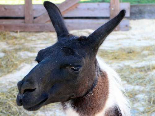 Lama Lama Head Head Mammal Face Animal Fur