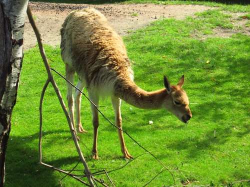 Lama Animal Summer Grass Zoo