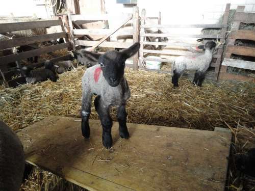 Lamb Lambs Sheep Young Animal Nature Agriculture