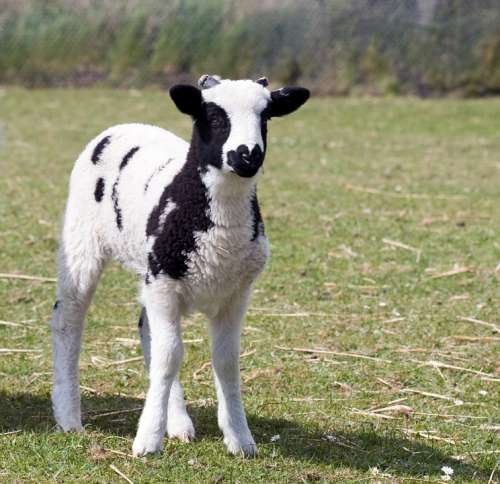 Lamb Baby Sheep Animal Cute Close-Up Spring