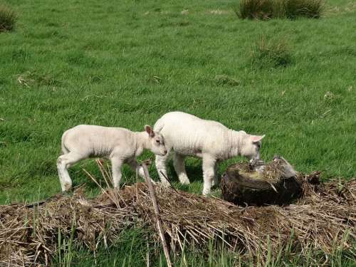 Lamb Sheep Meadow Animal Grass Green Countryside