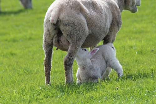 Lamb Sheep Ewes Breastfeeding Animal Deichschaf