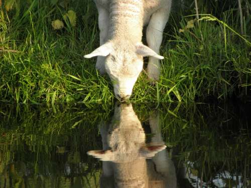 Lamb Water Drinking
