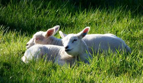 Lambs Animals Pasture Grass Spring Sheep