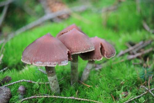 Lamellar Mushrooms Mushrooms Forest Autumn Nature