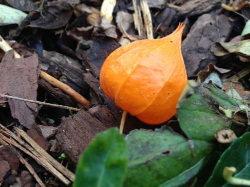 Lampionblume Orange Autumn