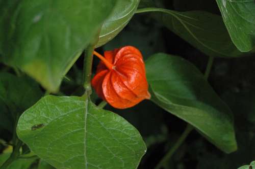 Lampionblume Garden Autumn Flowers Bright Pumpkin