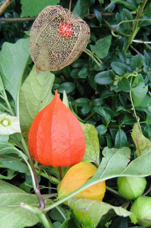 Lampionblume Physalis Alkekengi Ornamental Plant