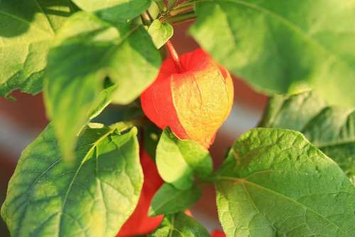 Lampionblume Physalis Alkekengi Ornamental Plant