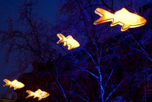 Lamps Lighting Fish Night Orange Blue Shining