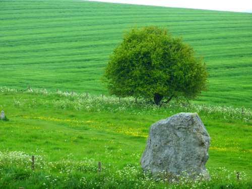 Landscape Tree Stone Green Meadow Field