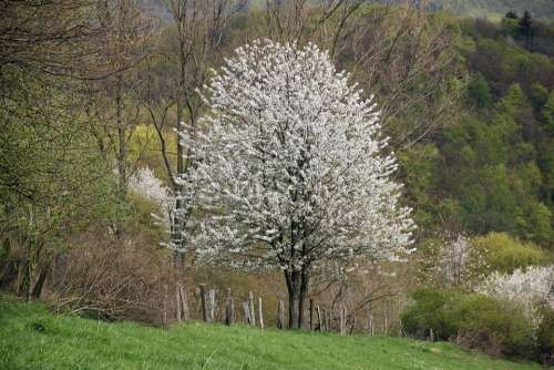 Landscape Tree Fruit Tree Blossom Bloom Blossom