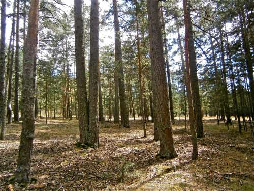 Landscape Forest Pine Tree Autumn Nature