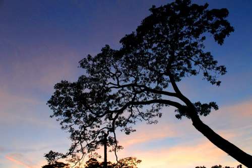 Landscape Silhouette Tree Nuwaraeliya Sky Sunrise