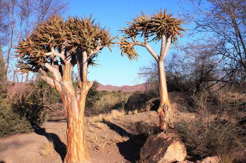 Landscape Plant Nature Tree South Africa