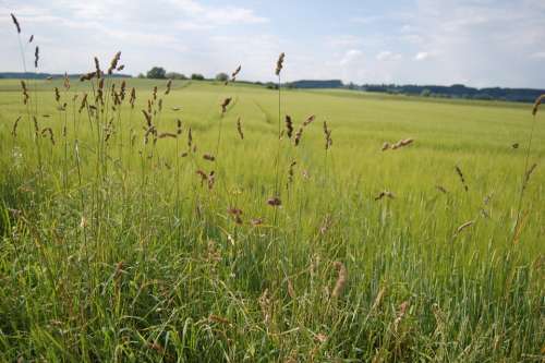 Landscape Field Game Grass