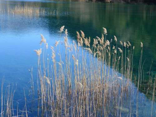 Landscape Nature Water Pond Lake Reeds