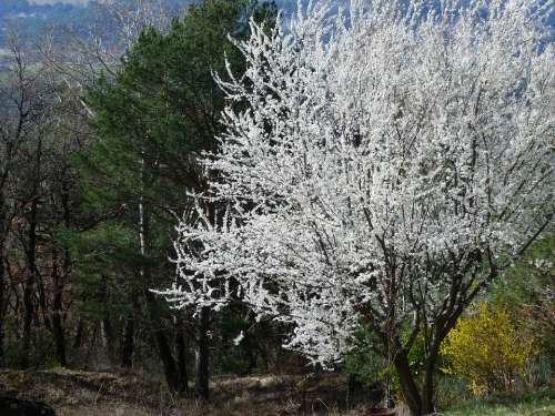 Landscape Tree Flowering Flowers White Spring