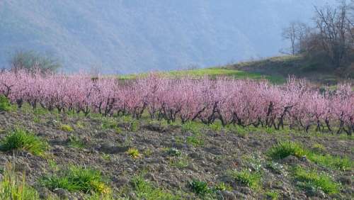 Landscape Nature Field Orchard Flowering