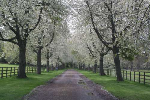 Landscape Nature Trees Bloom Spring Away Road