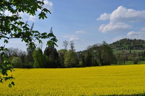 Landscape Yellow Spring Flower Bloom