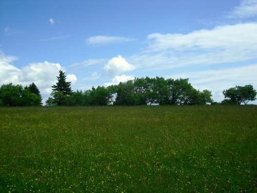 Landscape Flower Meadow Trees Clouds Cloudiness