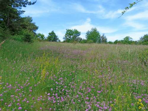 Landscape Nature Field Spring Flowering Prairie