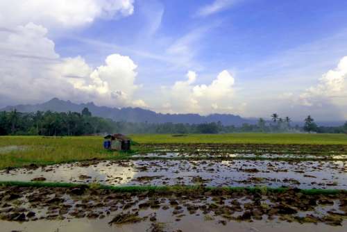 Landscape Natural Rice Field Nature Beautiful Sky