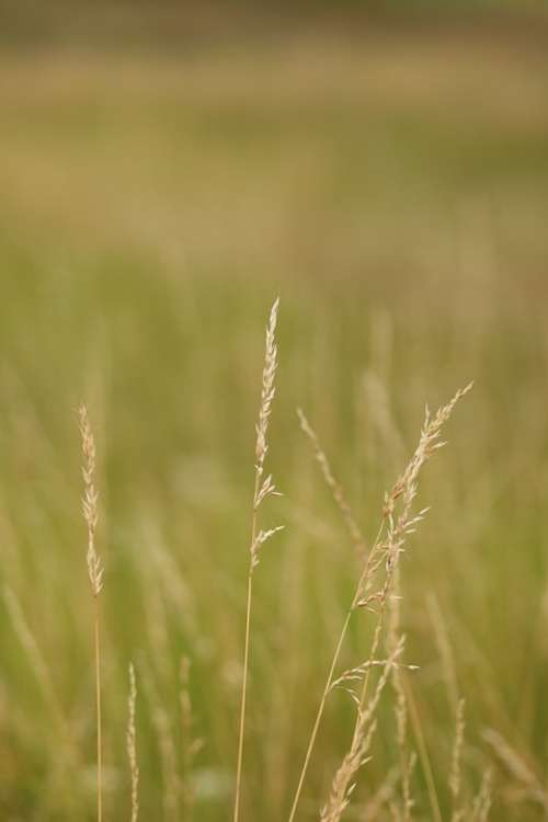 Landscape Field Wheat Green Nature Spikes Cereal