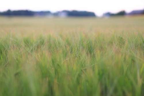 Landscape Field Wheat Green Nature Spikes Cereal