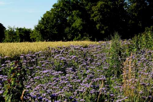 Landscape Flowers Cornfield Forest Mood Color