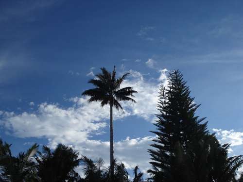 Landscape Palma Tree Sky Clouds