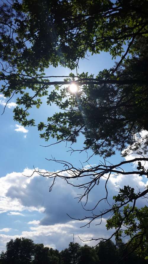 Landscape Clouds Tree Sun Mood Summer