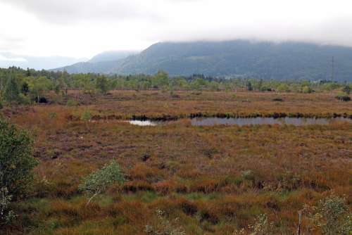 Landscape Heide Moor Swamp Nature Autumn